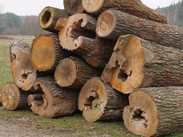 Skrzynki lęgowe – czy mogą zastąpić naturalne dziuple?, 